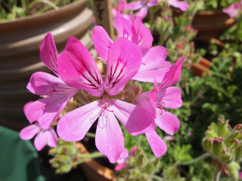 Lyserød blomst på duftpelargonie