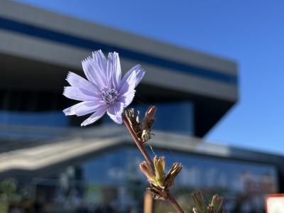 Cikorie i blomst