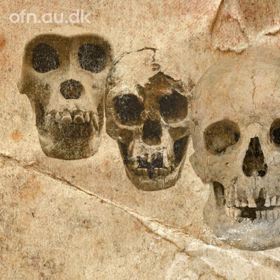 Offentlige foredrag i Naturvedenskab - DNA og fossiler udvider vores stamtræ