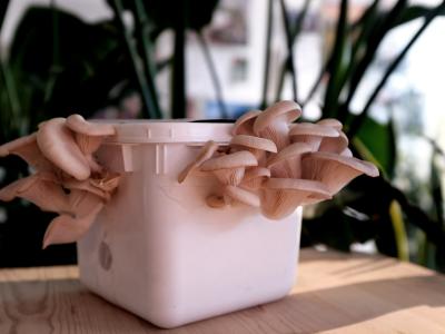 Isbøtte i plast, hvor der gror østerhatte ud af huller i siderne